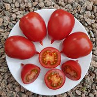 Hybrid Tarasenko, Budönovka